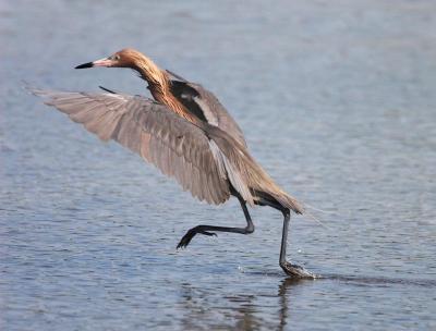 Reddish Egret, hunting dance