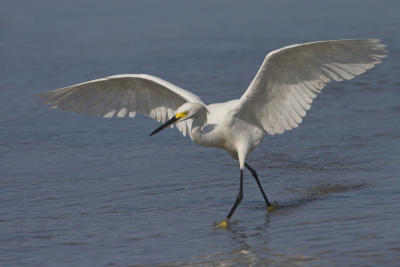 Snowy Egret on prowl