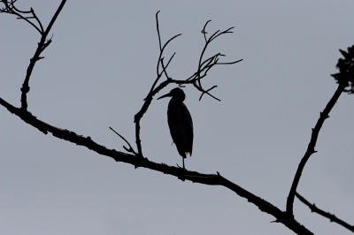 Little Blue Heron, silhouette