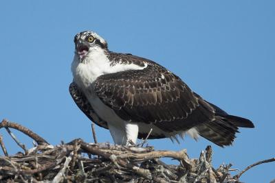 Male at nest