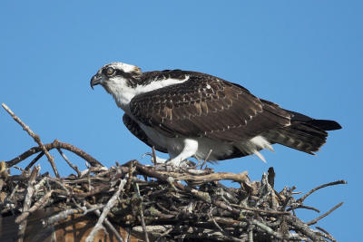 Male at nest