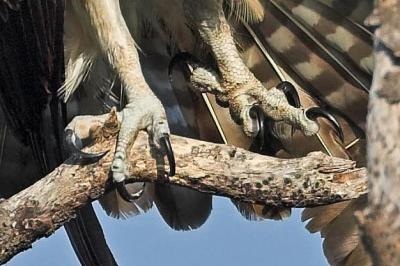 Osprey, fish-eye view