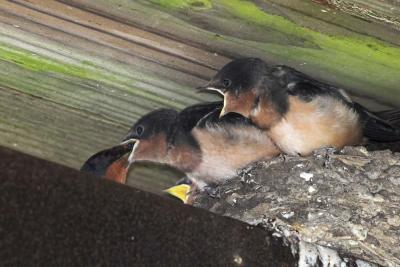 Barn swallows under bridge at Barton Park