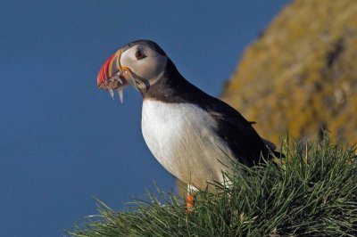 Puffin back home