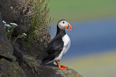 Puffin with tricolore background