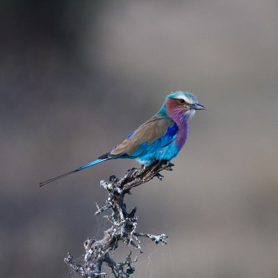 Lilac-breasted Roller, afternoon light