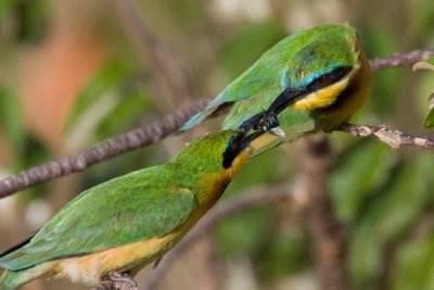 Bee-eaters with prey