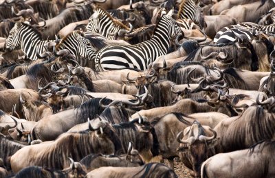 The zebras think it over