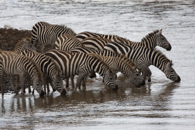 The zebras take a drink