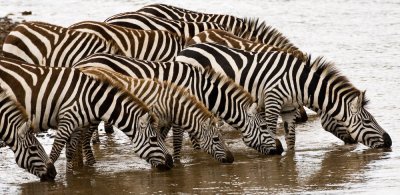Zebras at the Mara River