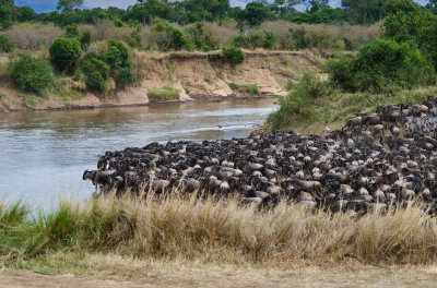 Wildebeests crossing Mara River, October 2007