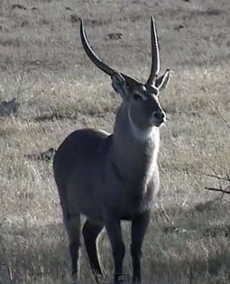 african_animals_etc
