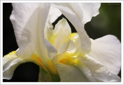 White iris (2)