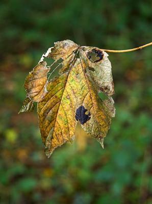 The dead leaf (4)