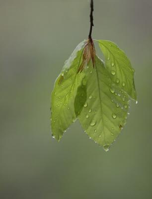 After the rain