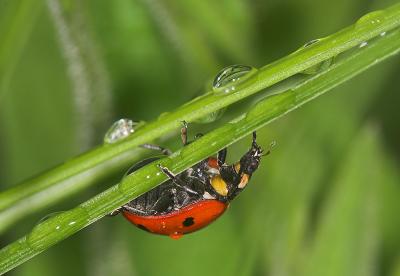Ladybug after the rain