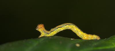 Yellow caterpillar (1)