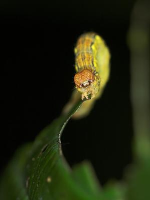 Yellow caterpillar (2)