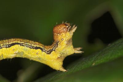 Yellow caterpillar (5)