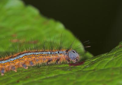 Malacosoma neustria  (2)