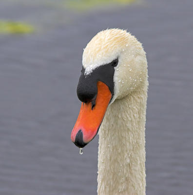 Swan (1)