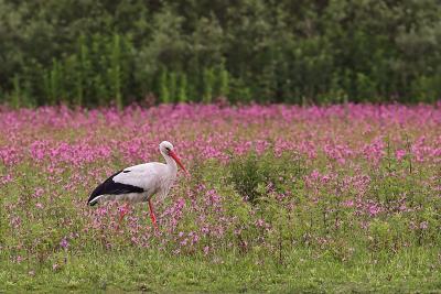 The stork (2)