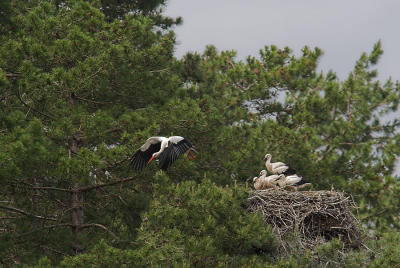 The stork's nest