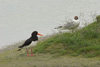 Eurasian Oystercatcher