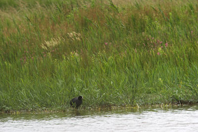 Common Coot