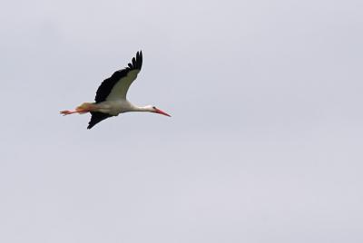 The stork (3)