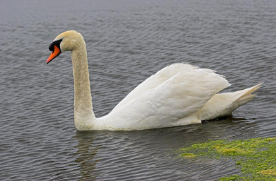 Swan (3)