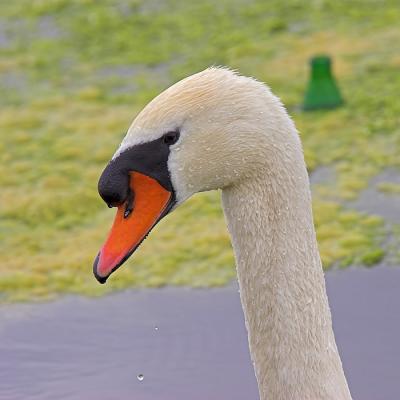 Swan (4)