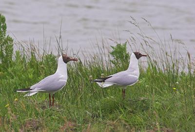 Black-headed Gulls