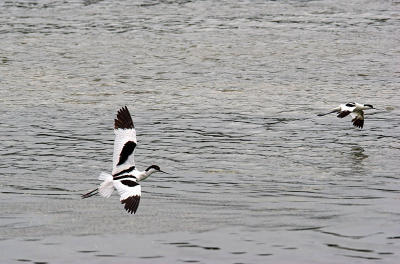 Pied Avocets