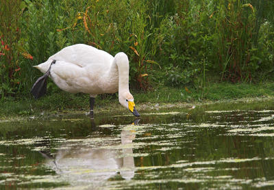 Whooper Swan