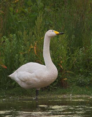 Whooper Swan