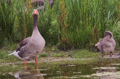 Greylag Goose