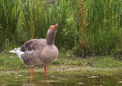 Greylag Goose