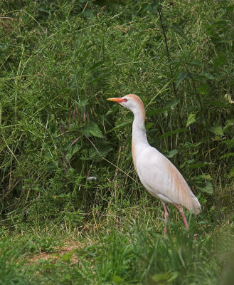 Cattle Egret