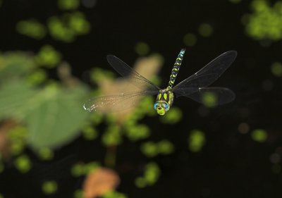 Flying dragonfly (1)