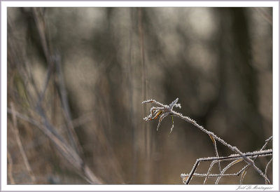 Frost (5)