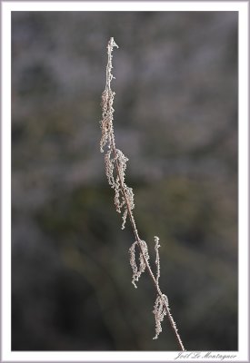 Frost (6)