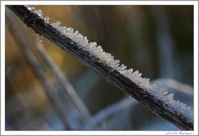 Frost (7)