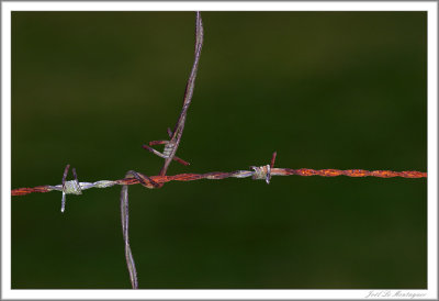 Barbed wire (3)