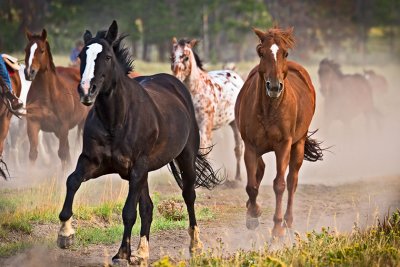 Triple X Ranch Horses