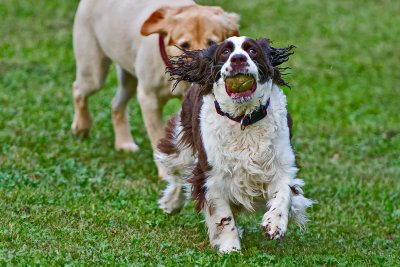 Ball !   It's Always Ball