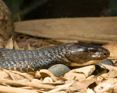 Cobra