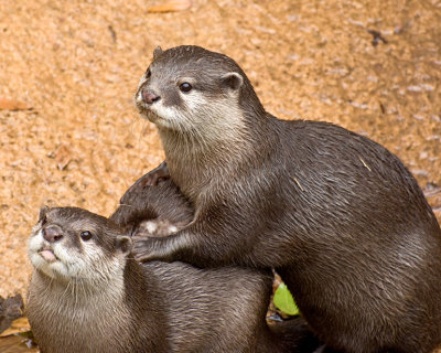 Otters
