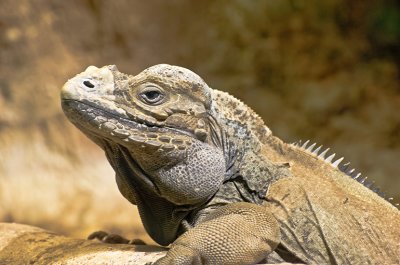 Iguana