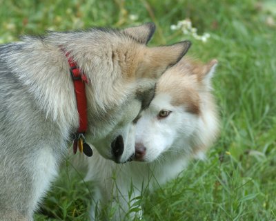 Puppy LOVE DSC_4653.1.jpg